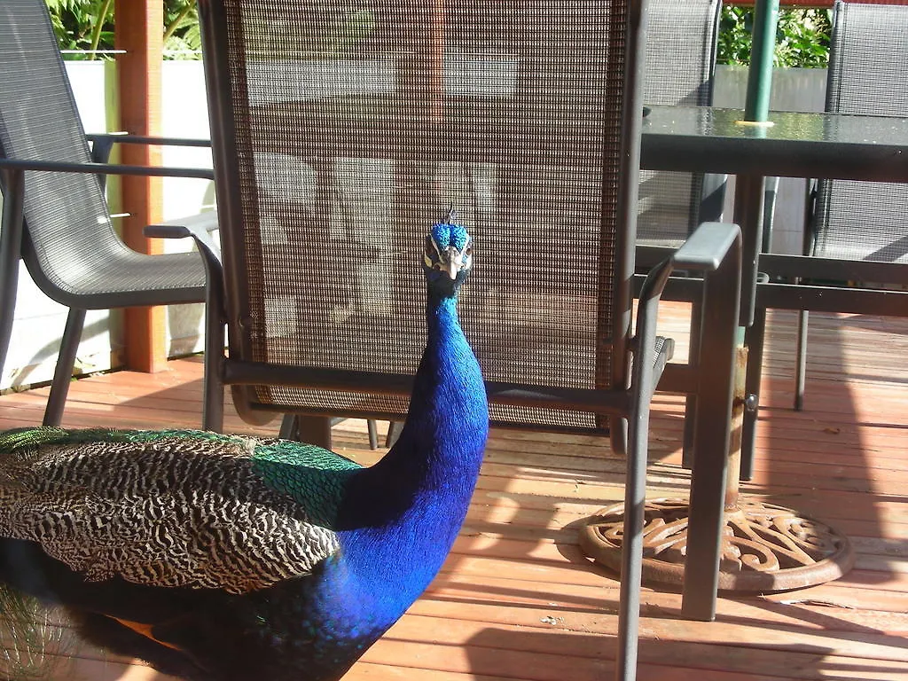 Amber Lodge B&B Mount Tamborine 4*,  Australie