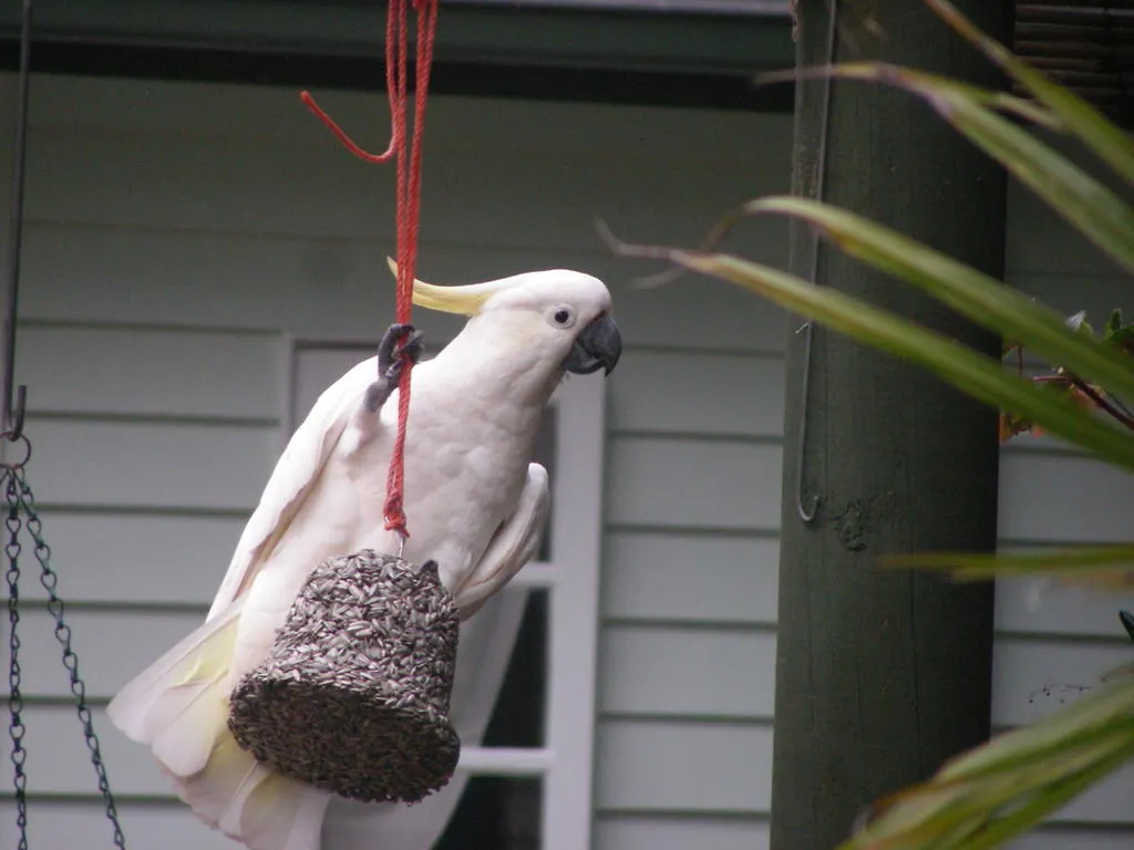 Amber Lodge B&B Mount Tamborine