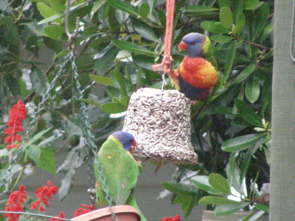 Couette-café Amber Lodge B&B Mount Tamborine